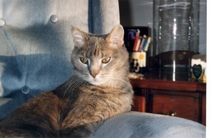 Feebee cat in blue chair