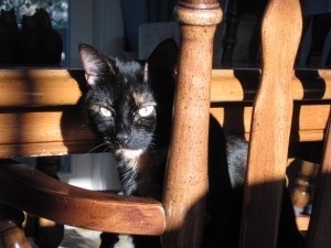 tortoiseshell_cat_chair