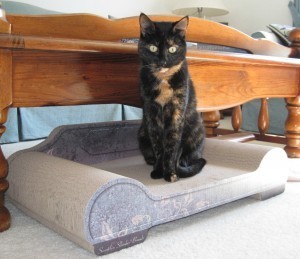 cat_scratch_lounge