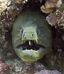 moray