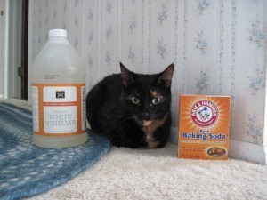 pet_friendly_cleaning
