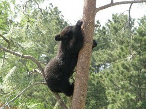 Bear in a tree