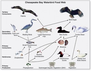 A food web
