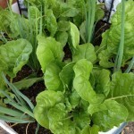My healthy little vegetable garden.