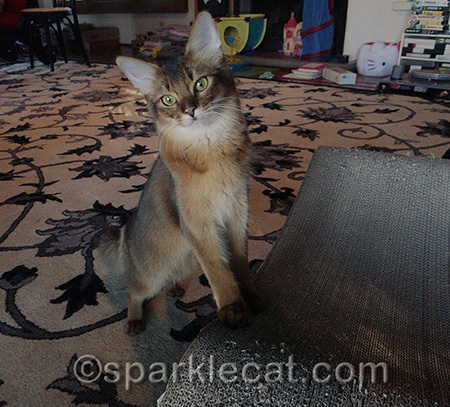 Back to my old familiar rug and scratcher!