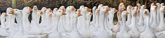 Tavistock Goose Fair has been a local tradition for over 800 years. As well as a livestock auction there are over 270 stalls and a fair.