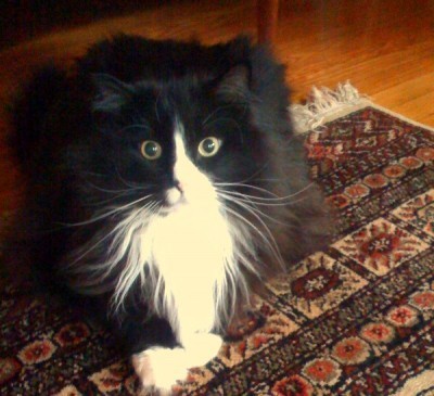 Musetta critic