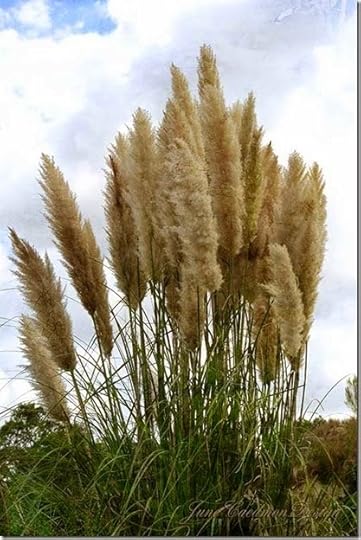 Grasses_kk_autumnburst
