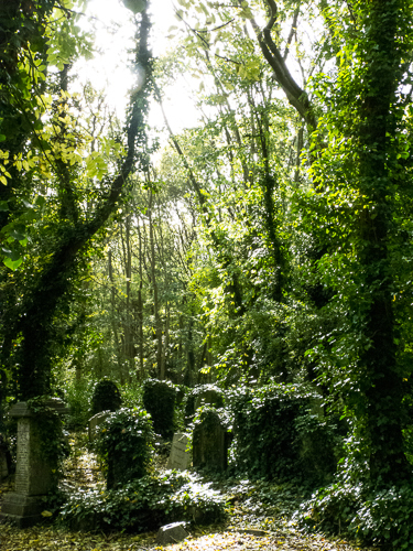 Highgate East in Ivy