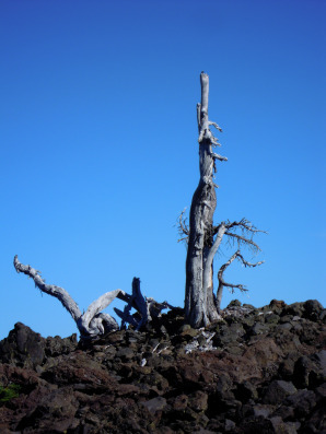 688.stark tree in lava