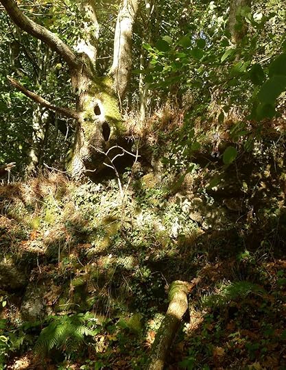 Oak Gardian at the Woodland's Edge.