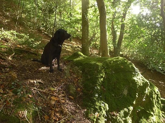 Light & Shadow: A Woodland Meditation