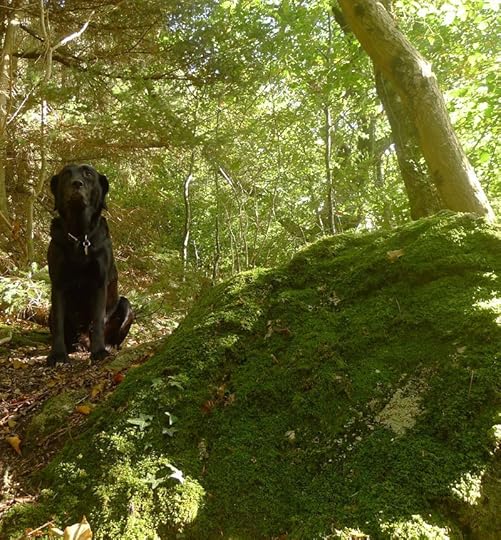 Moss & Rock: A Woodland Prayer