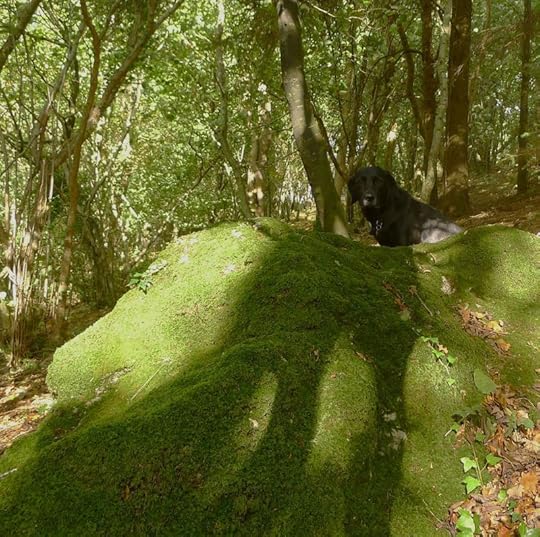 Woodland Companion
