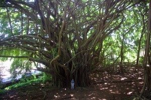 Tree at Rainbow Falls