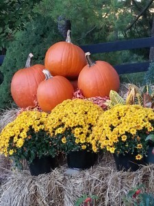 Fall Pumpkins