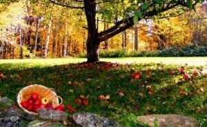 appleorchard2 (1)