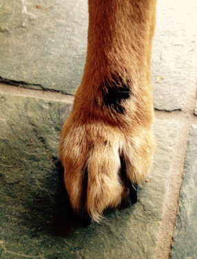 RearPaw