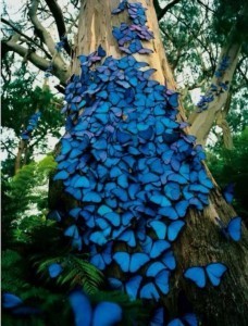 Butterflies