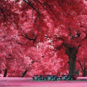Japanese Maples