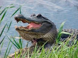 alligator