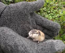 tiny_lemming