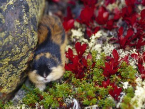 lemming_cute