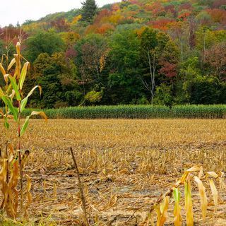 Field