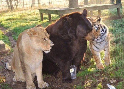 Lion, bear and tiger ��� once the pets of a drug dealer, and now still cohabiting.
