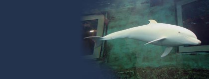 Angel the dolphine. Image sources Austalia for DolphinsAngel the dolphine. Image sources Austalia for Dolphins