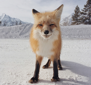 Fox by Michael O'Neal in the 7th iPhone Photography Awards