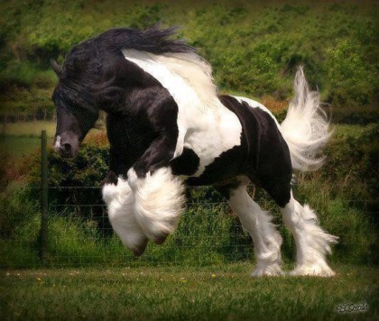horse leap