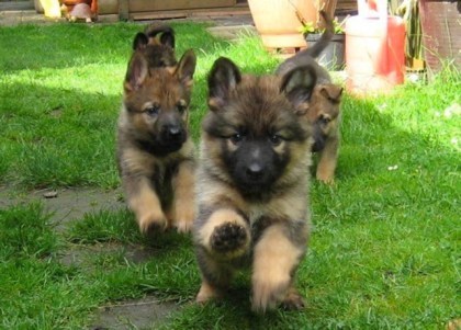pups