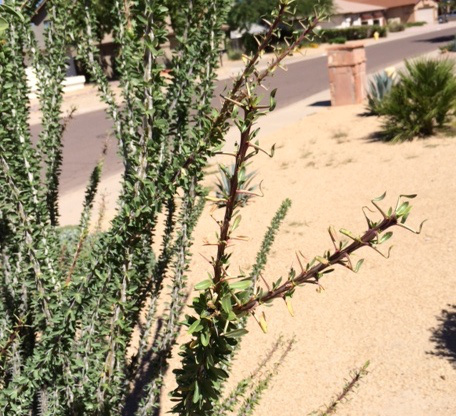 Leaves turning into thorns.