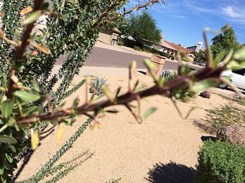 New leaves forming at the base of the thorns.
