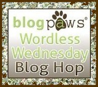 BlogPawsWedButton