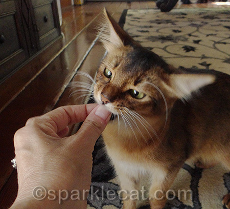 I am polite and do not bite fingers like some OTHER kitty!