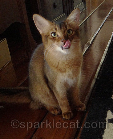 These treats get four paws and a tongue up!