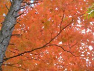 Sugar Maple