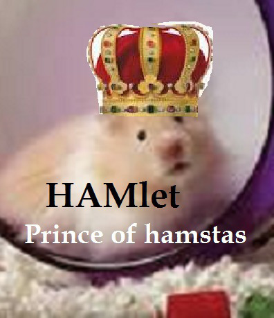 hamster4