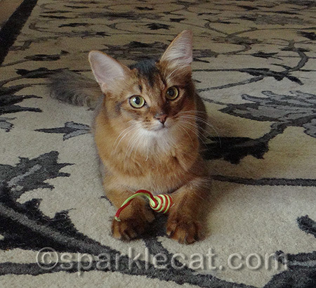 I am actually a fierce hunter, but humans are oblivious