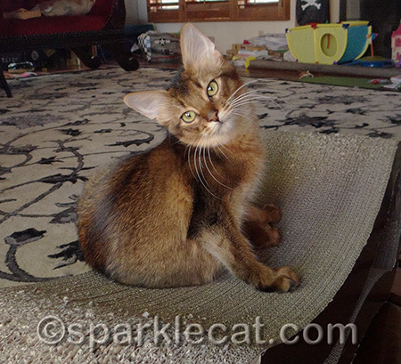 This is a top secret kitten weapon!