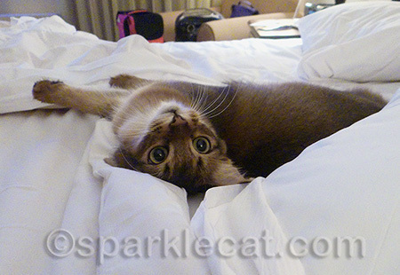 Be careful when doing this - you do not want to kill your human with cuteness!