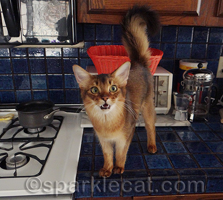 I'm queen of the world! Or at least the kitchen counter.