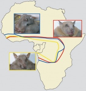 Faces and geographic ranges of three bat species that might be the sources of ebola in humans. Hypsignathus monstrosus (blue), Epomops franqueti (red) and Myonycteris torquata (yellow). Figure taken from Leroy et al. (2005).