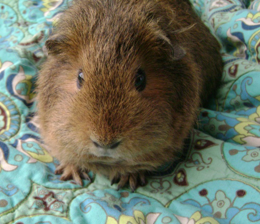 This is the picture of her starfish feet pose. It’s not as star-like as I remembered. Mischa’s probably weren’t either.