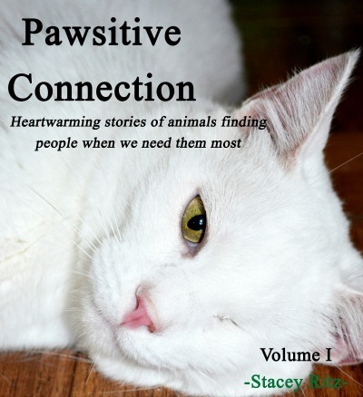 Pawsitive_Connections
