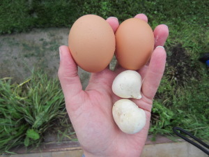 Puff ball mushrooms discovered on the way to the chicken coop