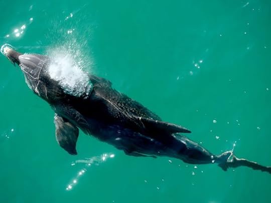 A juvenile bottlenose dolphin swims along the Pensacola