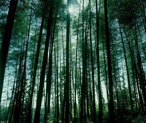 dense_forest_picture_165908